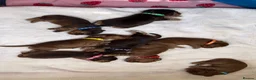 Cocker Spaniel dogs for sale: 🌟 OUTSTANDING KC SHOW COCKER SPANIELS 🌟 - Advert 21