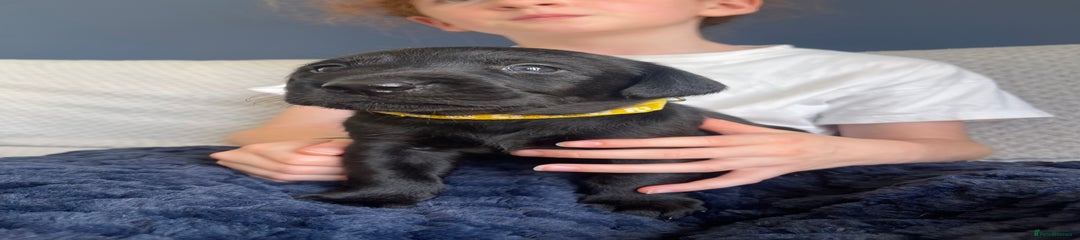 Labrador Retriever Yellow 