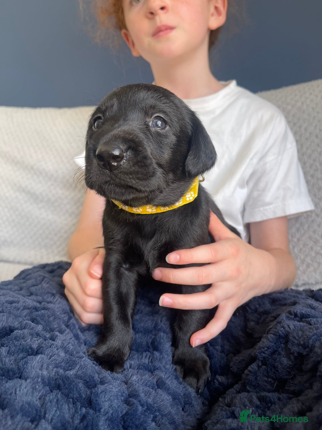 Labrador Retriever dogs for sale: Beautiful KC Black Female Pups  - Image 18