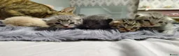 Mixed Breed cats for sale: Mixed tabby kittens 5 for sale . in Corby - Advert 3