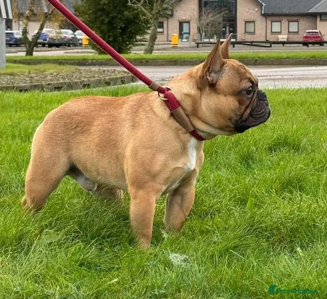 French Bulldog dogs for stud: Crufts Qualified, Health Tested French Bulldog  in Dalry - Advert 3