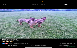 Mixed Breed dogs for sale: Male XL - Advert 3