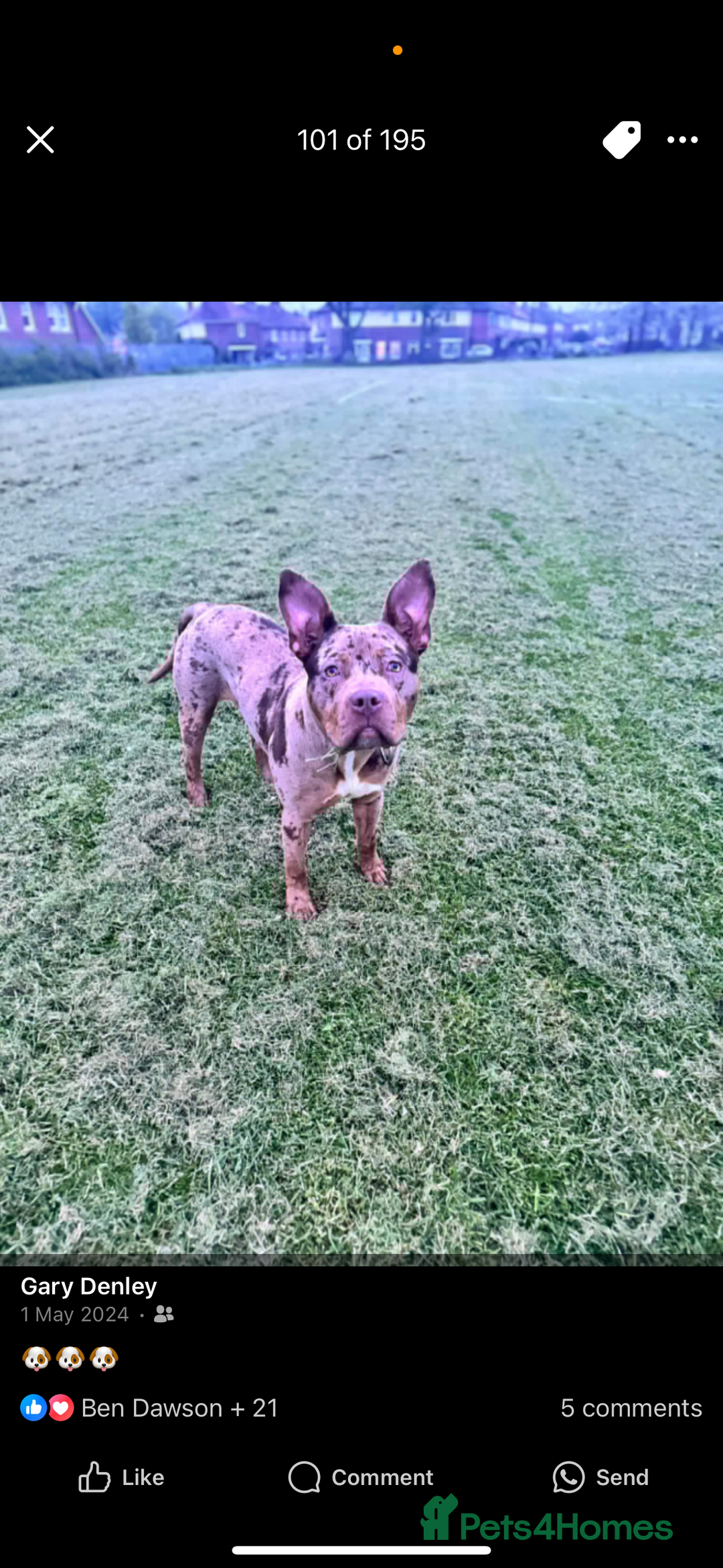 Mixed Breed dogs for sale: Male XL - Advert 3