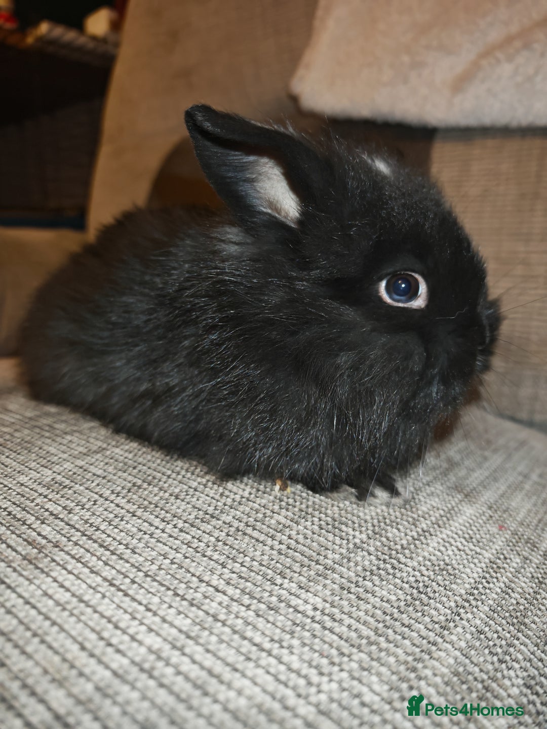 Lionhead rabbits for sale: Baby Lionhead rabbits - Advert 2