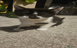 Mixed Breed cats for sale: 11 week old kittens ready for new homes  - Image 6