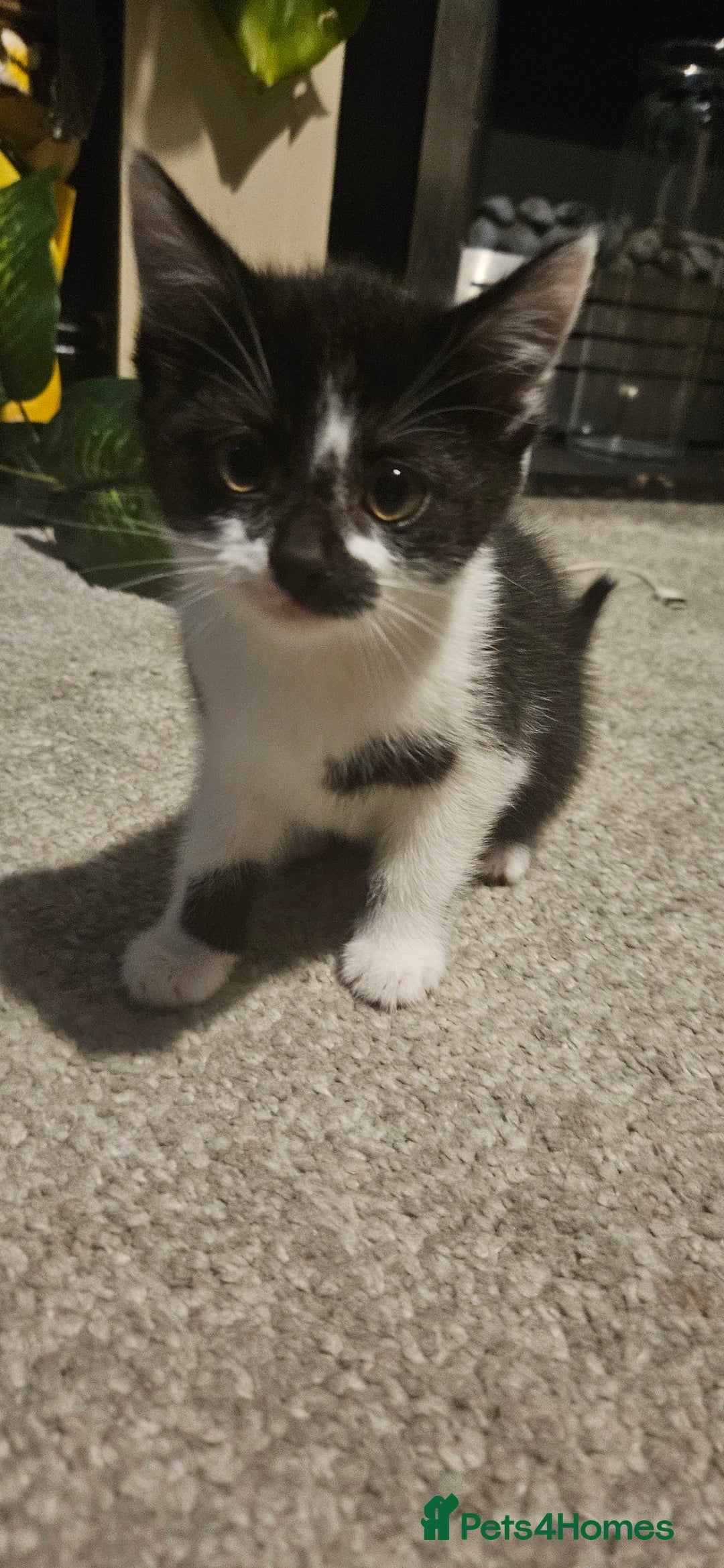 Mixed Breed cats for sale: 11 week old kittens ready for new homes  - Image 6