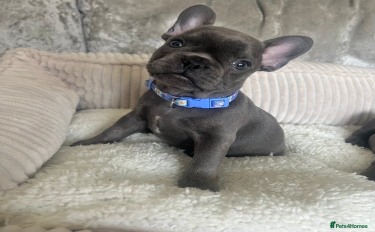 French Bulldog dogs - Advert 9
