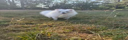 Pomeranian dogs for sale: Very tiny white Pomeranian female 7month old - Advert 12