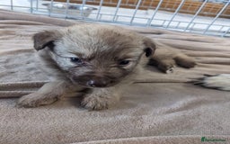Mixed Breed dogs for sale: Border collie x German shepherd puppies - Image 15