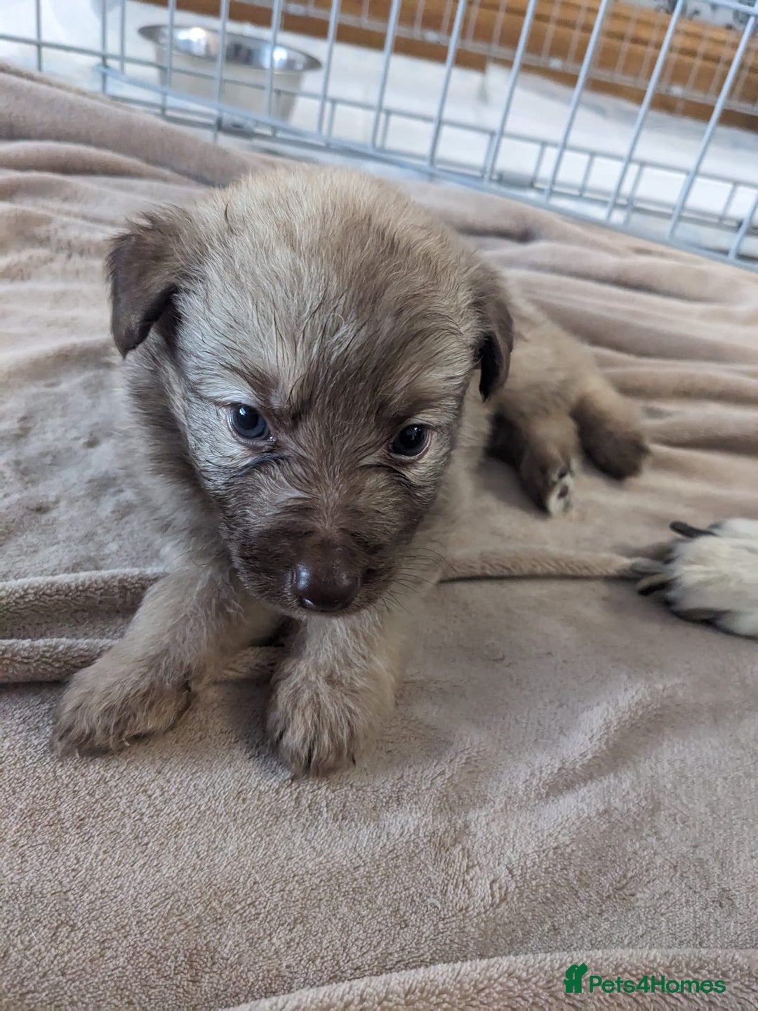 Mixed Breed dogs for sale: Border collie x German shepherd puppies - Image 15