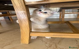Scottish Fold cats for sale: Scottish fold and straight kittens - Image 2