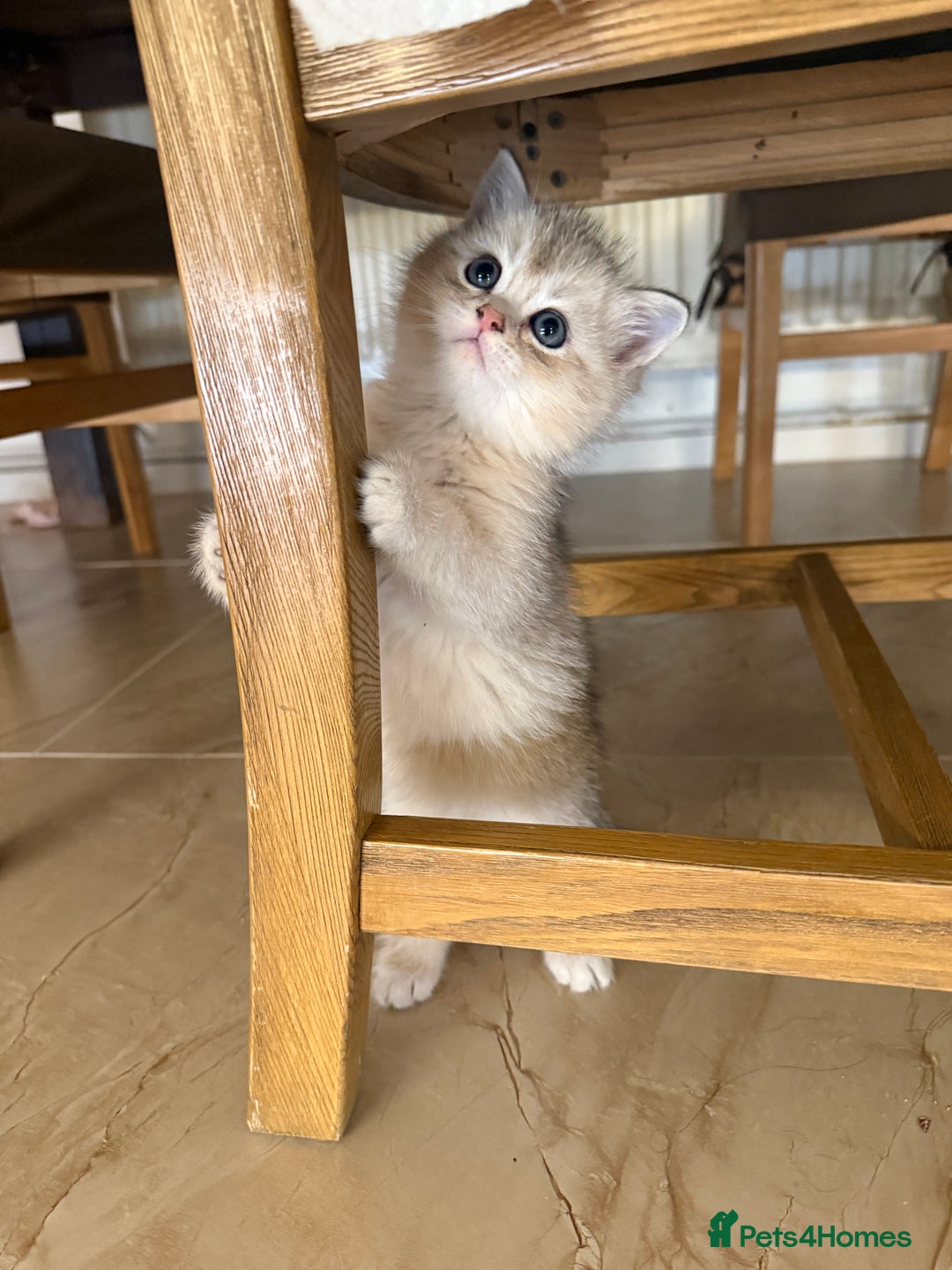 Scottish Fold cats for sale: Scottish fold and straight kittens - Image 2