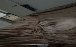 British Shorthair cats for sale: Beautiful British ShortHair Rare Fawn - Advert 20