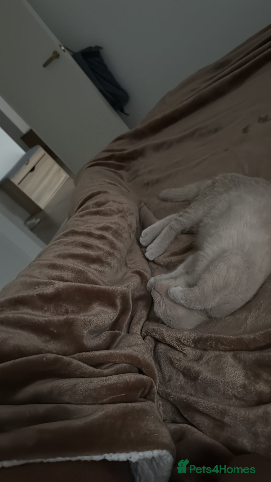 British Shorthair cats for sale: Beautiful British ShortHair Rare Fawn - Advert 20