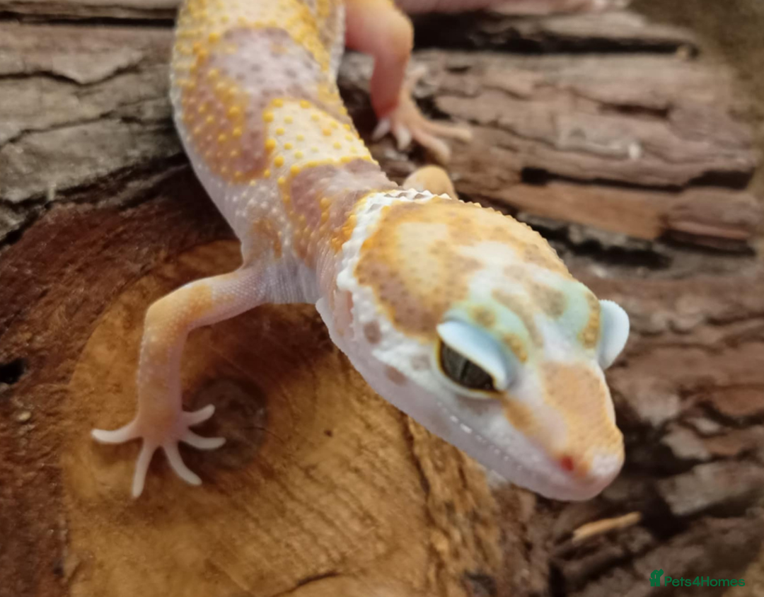 Leopard Gecko reptiles for sale: Leopard Gecko Juveniles Available CBUK - Advert 10