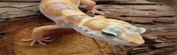 Leopard Gecko reptiles for sale: Leopard Gecko Juveniles Available CBUK - Advert 10