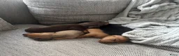 Miniature Dachshund dogs for sale: Beautiful Miniature Dachshund Puppies – Ready Soon - Advert 17