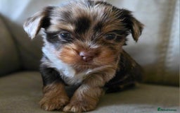 Yorkshire Terrier dogs for sale: Chocolate Yorkshire Terrier  - Image 7