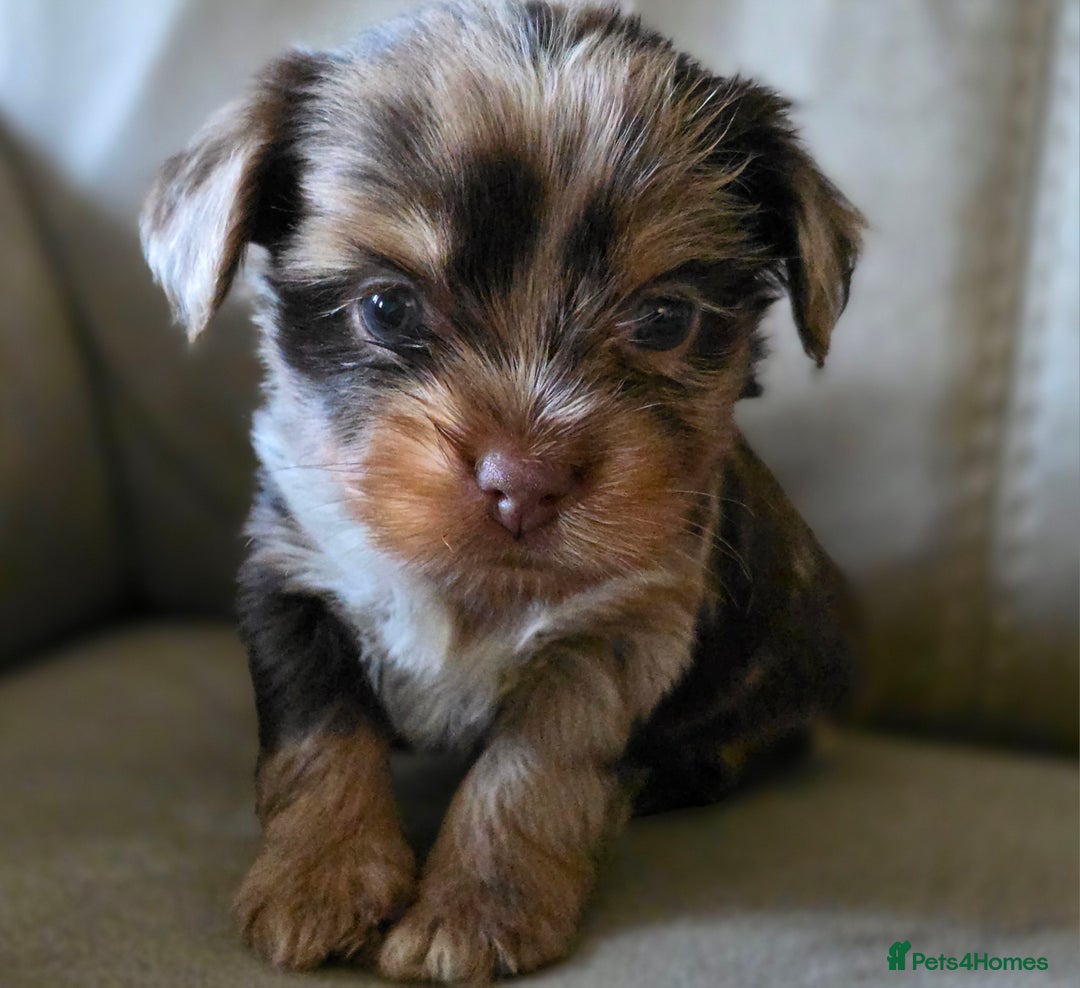 Yorkshire Terrier dogs for sale: Chocolate Yorkshire Terrier  - Image 7