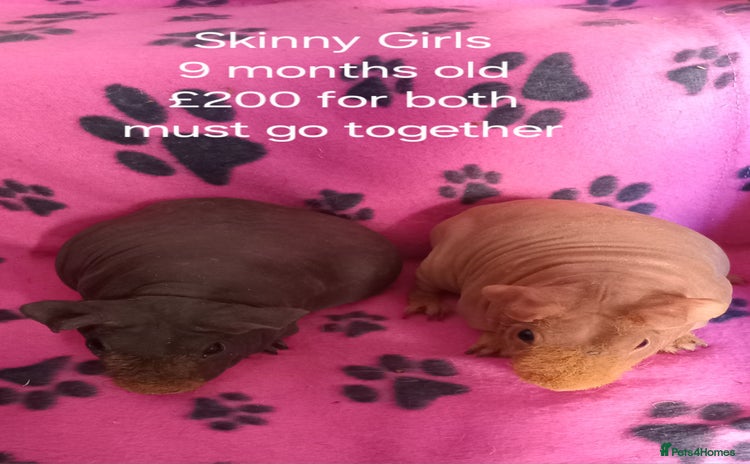 Guinea Pig rodents - Advert 10