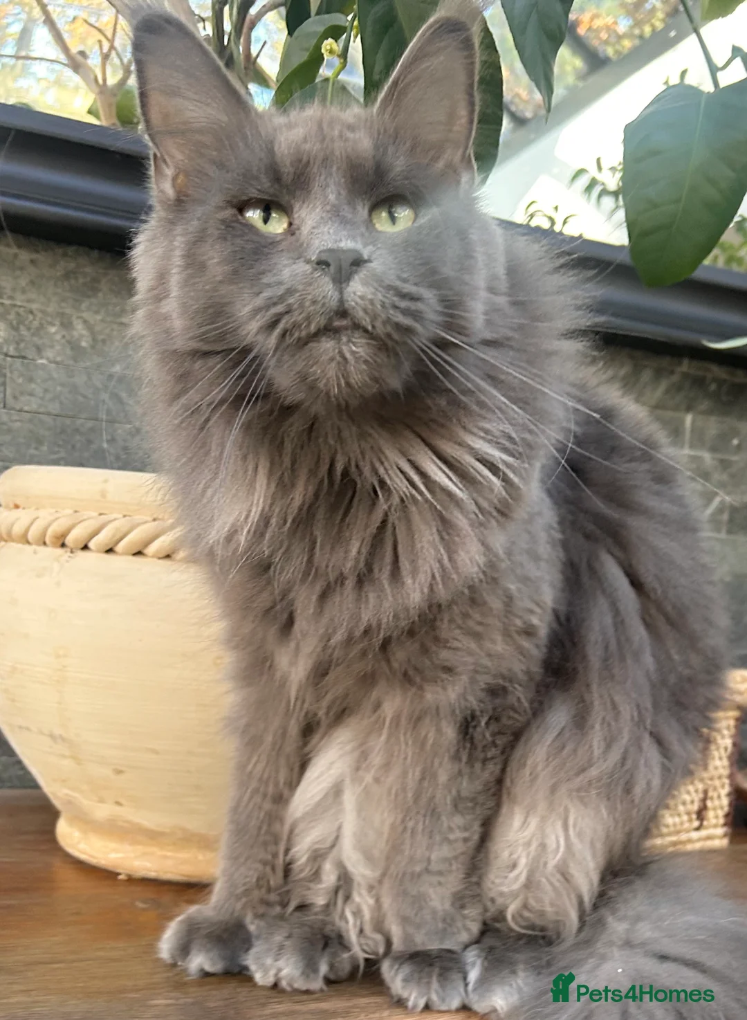 Maine Coon cats for sale: Stunning TICA registered blue-smoke kittens - Advert 7