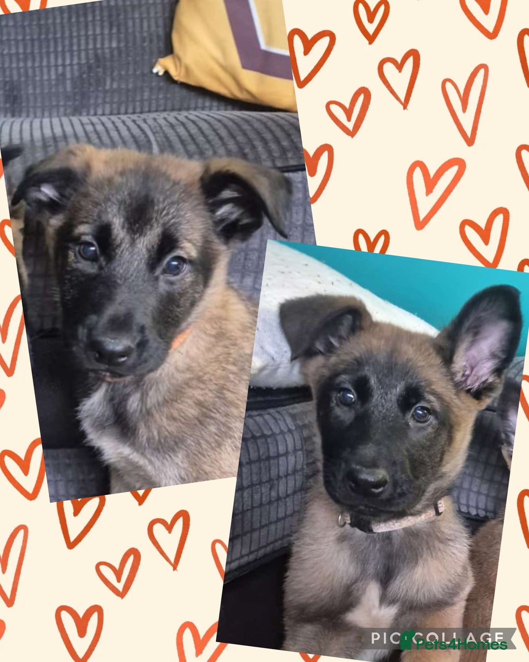 Belgian Shepherd Dog dogs for sale: Belgian malinois - Advert 3