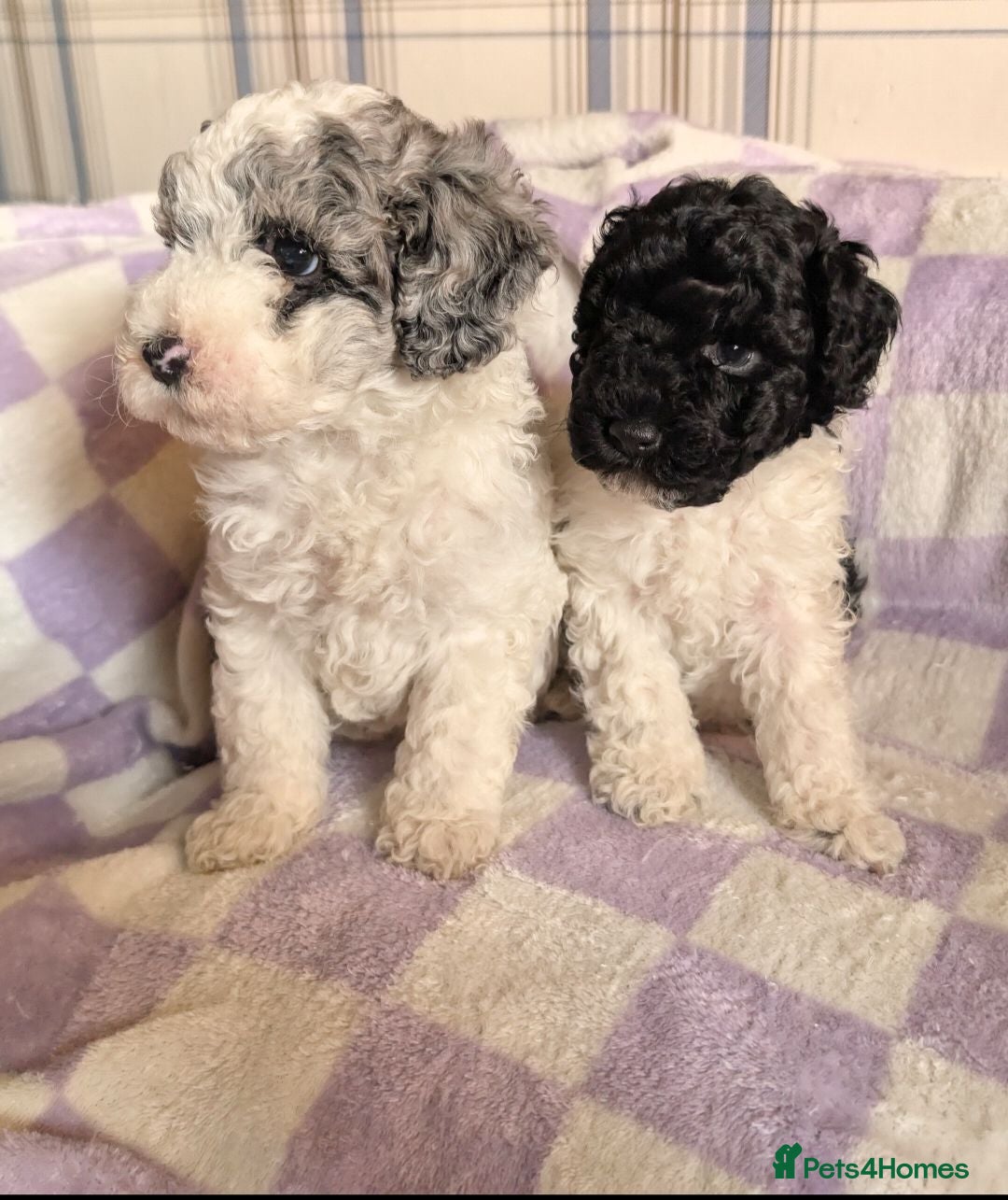 Miniature Poodle dogs Two beautiful boy miniature poodles - Advert 1