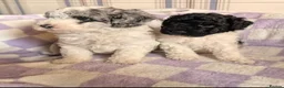 Miniature Poodle dogs for sale: Two beautiful boy miniature poodles - Advert 2