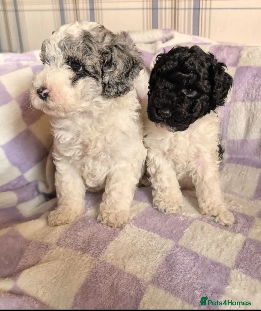 Miniature Poodle dogs for sale: Two beautiful boy miniature poodles - Advert 2