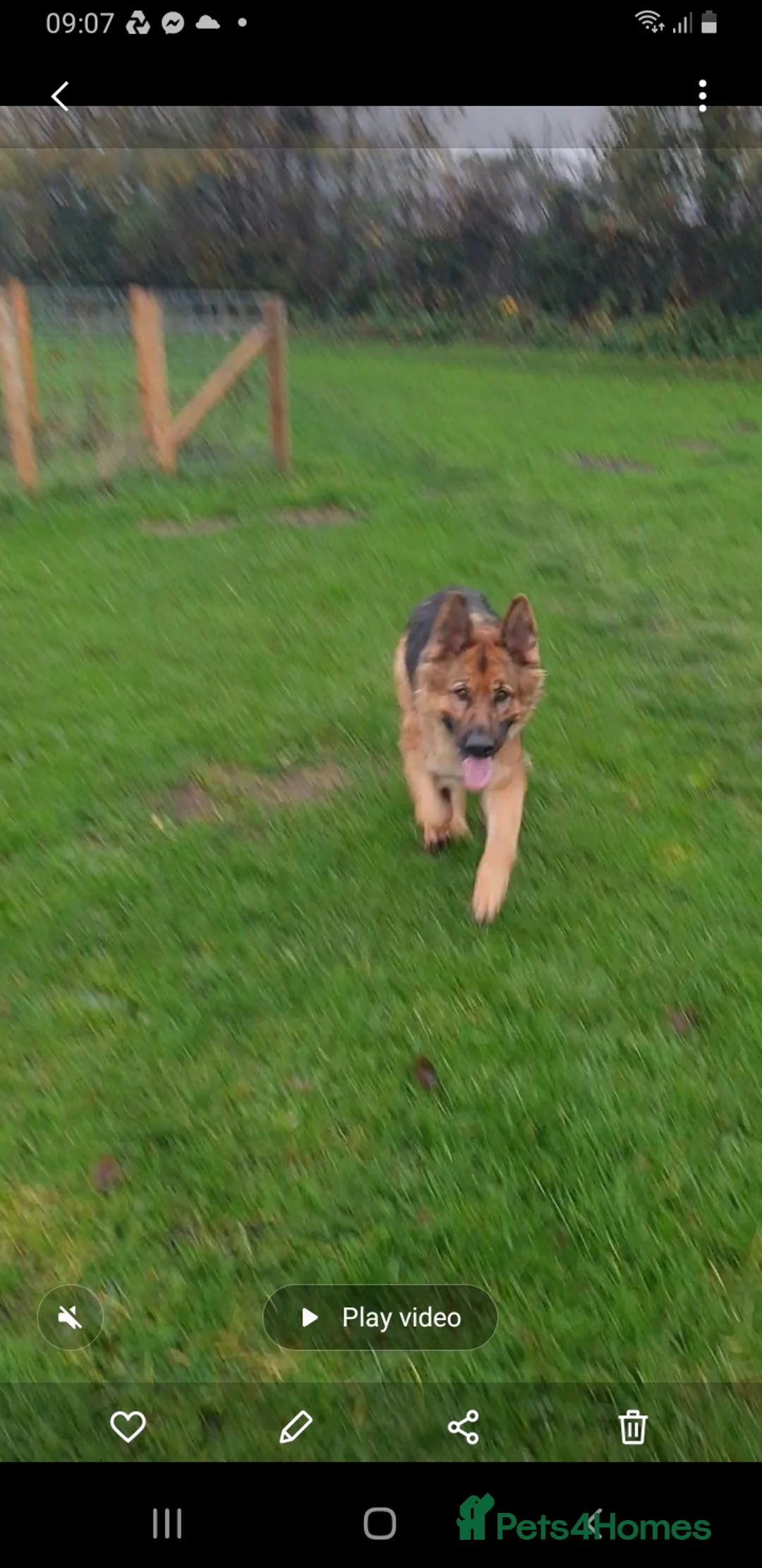 German Shepherd dogs for sale: FEMALE GERMAN SHEPHERD  - Advert 10