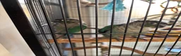 Conures birds for sale: Pair of green cheek conures in Stevenage - Advert 2