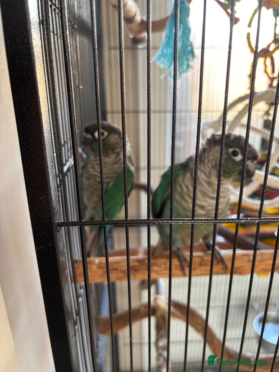 Conures birds for sale: Pair of green cheek conures in Stevenage - Advert 2