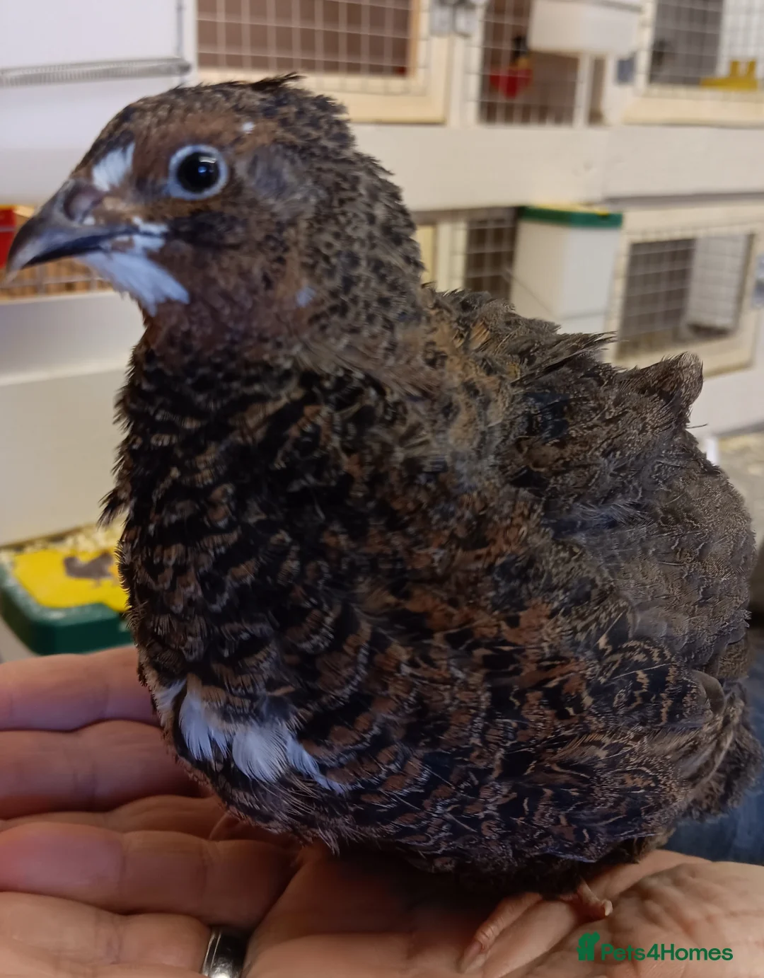 Quail poultry for sale: Quail Chicks  - Advert 2