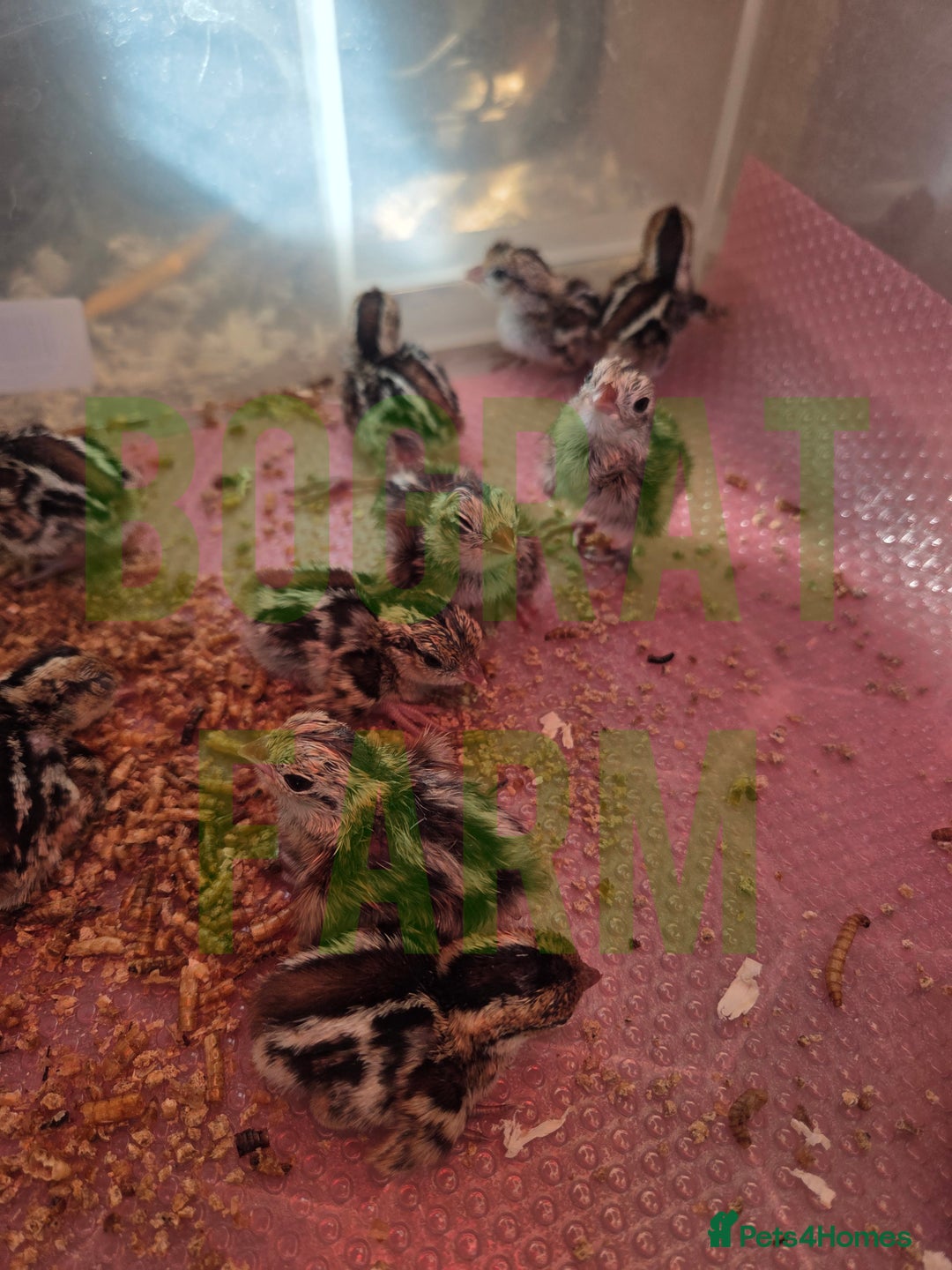 Quail poultry for sale: Mearns Quail Fertile Hatching Eggs - Image 2