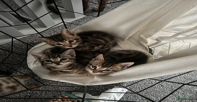 Bengal cats - Advert 3