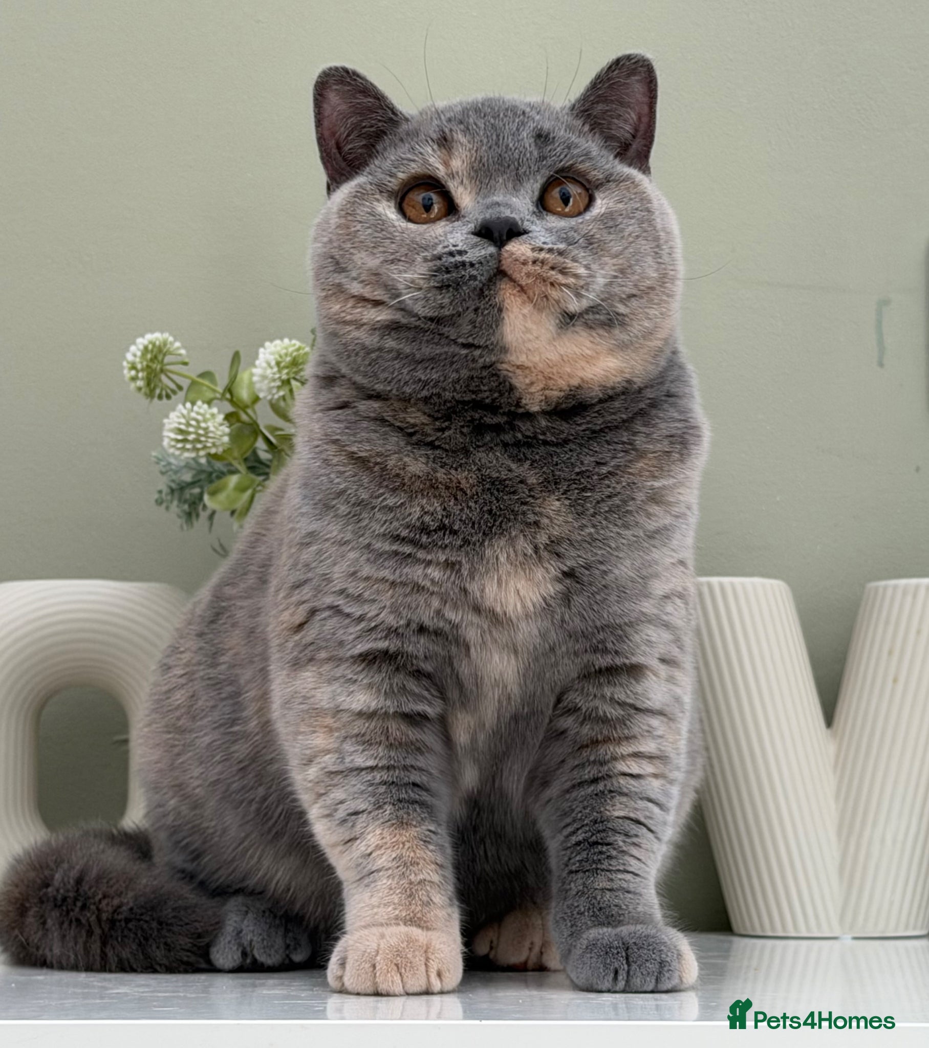 British Shorthair cats Stunning Blue Cream British - Advert 2