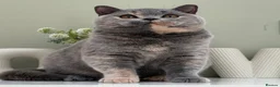 British Shorthair cats for sale: Stunning Blue Cream British - Advert 1