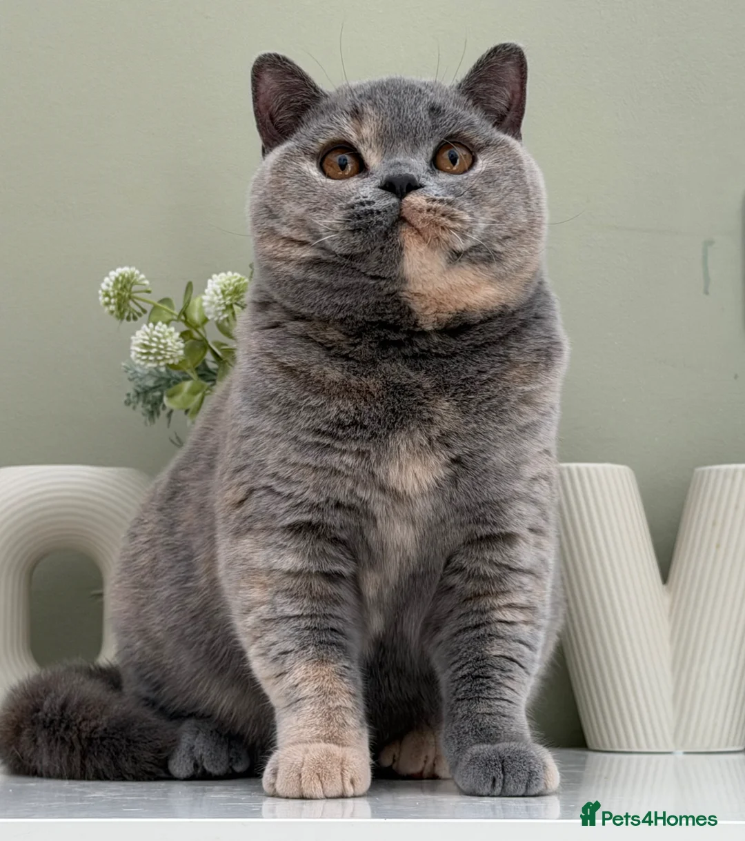 British Shorthair cats for sale: Stunning Blue Cream British - Advert 1