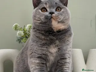 British Shorthair cats Stunning Blue Cream British - Advert 12