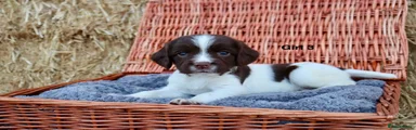 English Springer Spaniel 3