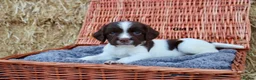 English Springer Spaniel dogs for sale: 1 boy left. Heath Tested Springer Spaniel Pups - Advert 31