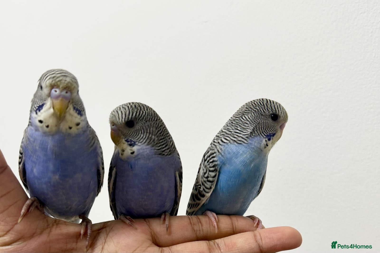 Budgerigars birds Baby split tcb/bf budgies available w/ full setup - Advert 7