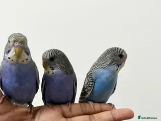 Budgerigars birds Baby split tcb/bf budgies available w/ full setup - Advert 1