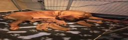 Dogue De Bordeaux dogs for sale: KC Registered Big Chucky Puppies - Advert 6