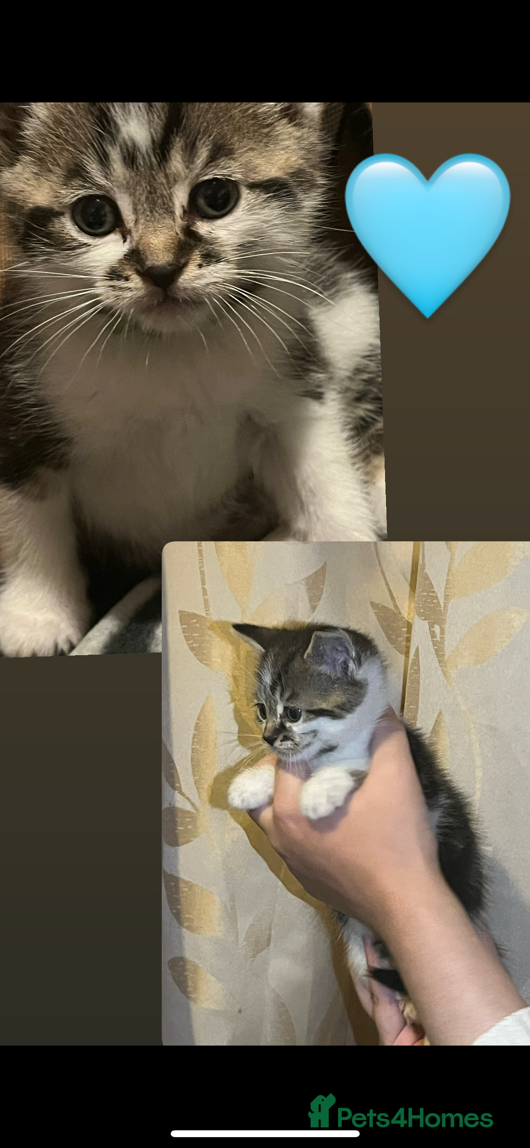 Mixed Breed cats for sale: Gorgeous kittens available  - Image 8