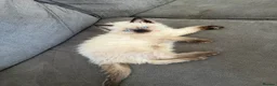 Ragdoll cats for sale: Beautiful seal point female kitten GCCF reg - Advert 14