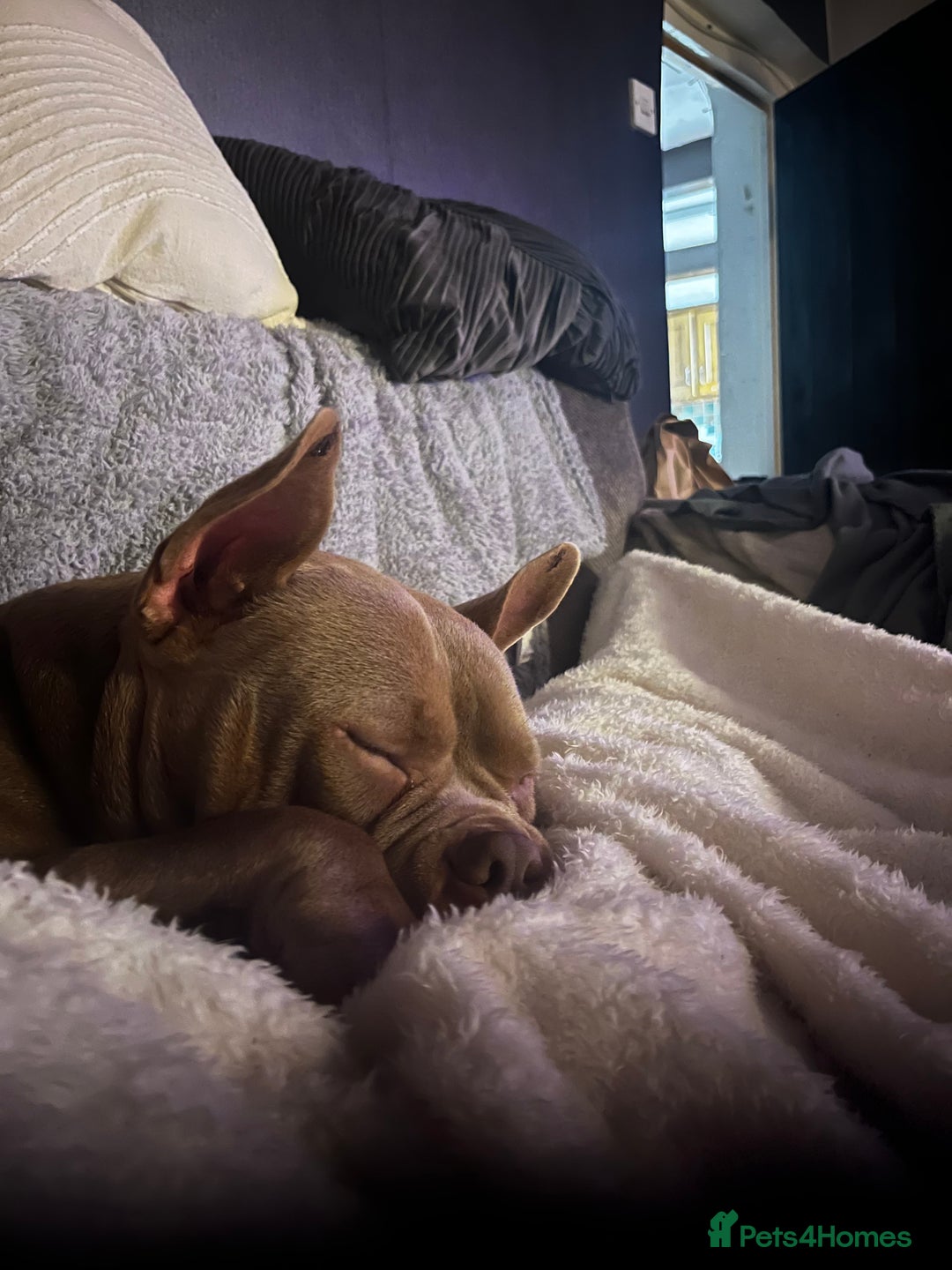 American Bully dogs for sale: One year old pocket bully  - Advert 1