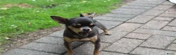 Chihuahua dogs for sale: Pedigree Teacup Chihuahua for Rehoming  - Advert 21