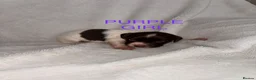 English Springer Spaniel dogs for sale: 🐾 Beautiful Springer Spaniel Puppies - Advert 11