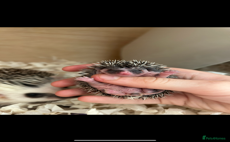 Pygmy Hedgehog rodents - Advert 1